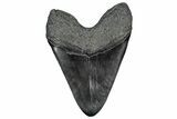 Fossil Megalodon Tooth - Massive River Meg #350773-2